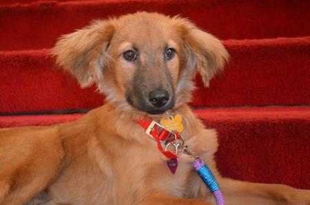 Bacatá, la perra de Petro es la única que no se va de la Alcaldía - -- Las2orillas P25-98494