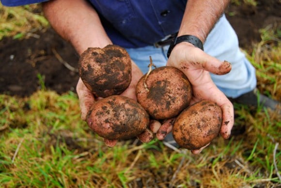 La revuelta de los paperos: una rebelión que nace del hambre - -- Las2orillas Domingo_17_11_2013@@Eco-papa-2-600