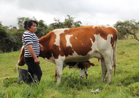 Bellanir, tiene 6 vacas y cada una ha parido recientemente. Considera que con las ganancias puede aumentar el numero de lecheras.