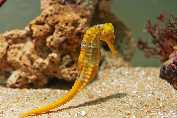 Brasil: corales y caballitos de mar - -- Las2orillas CABALLITOS DE MAR 2