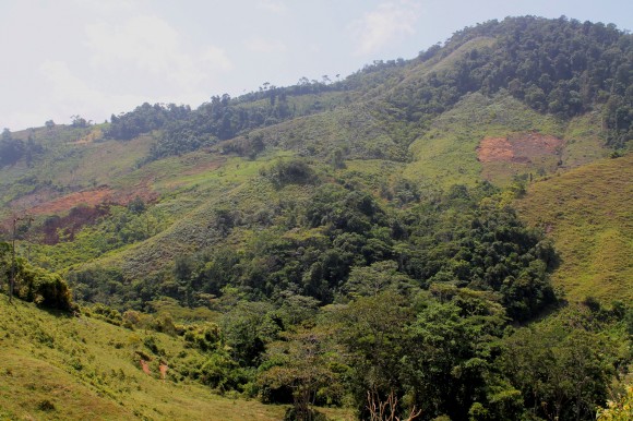 El paisaje cambió y las veredas se transformaron en un gran sembrado de coca