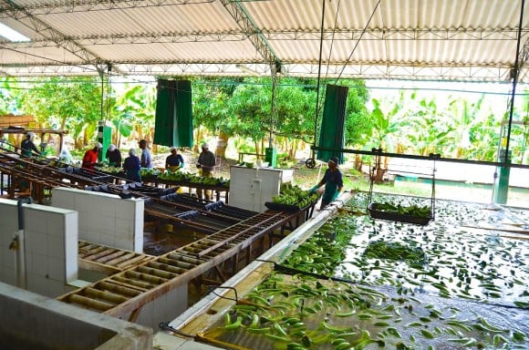 PROCESO DEL BANANO 4