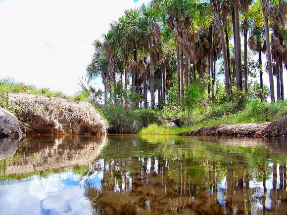 Los morichales son ecosistemas muy importantes para el ciclo del agua y la estabilidad del clima.   Foto: UNAL