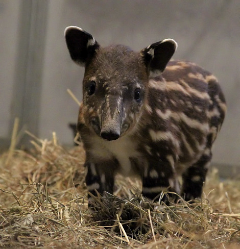 Un tapir norteño bebé. Foto de http://www.zooborns.com/zooborns/2010/05/nashvilles-storm-babies-part-ii.html .