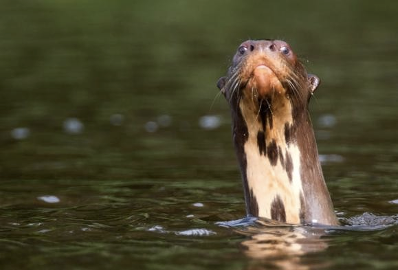 imagen tomada de  http://gadling.com/2012/03/25/photo-of-the-day-giant-otter/