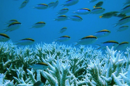 Los corales se blanquean. Imagen de http://a7.com.mx/ 