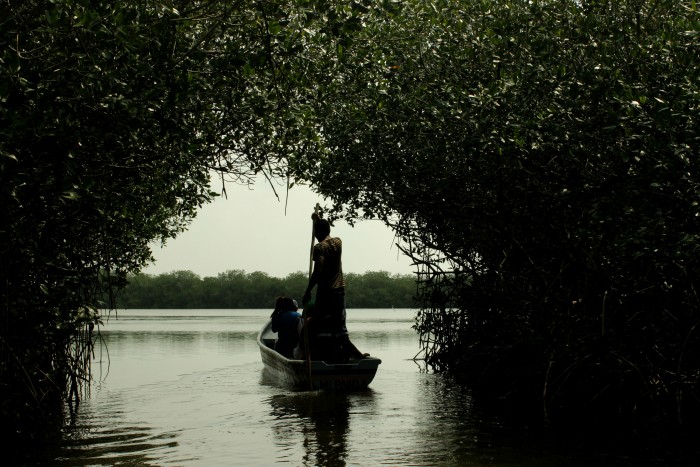 En materia de manglares, Colombia ocupa el segundo lugar en Latinoamérica después de Brasil, que tiene la mayor población de manglares. En el Caribe hay cinco especies de manglares -rojo, prieto, blanco, negro y botón-, aunque a nivel nacional hay 11.  Foto: Viviana Cueto Ortega. 