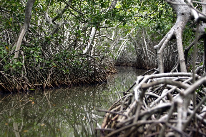 El calor lo da la filtración de luz y al cortarlo hace que se cambie la temperatura. Los manglares recogen más del Dióxido de Carbono (CO2) que muchos bosques tropicales, el carbono lo toman para sus raíces y el oxígeno lo manda a la atmósfera. Es un filtro.  Foto: Aroldo Mestre. 