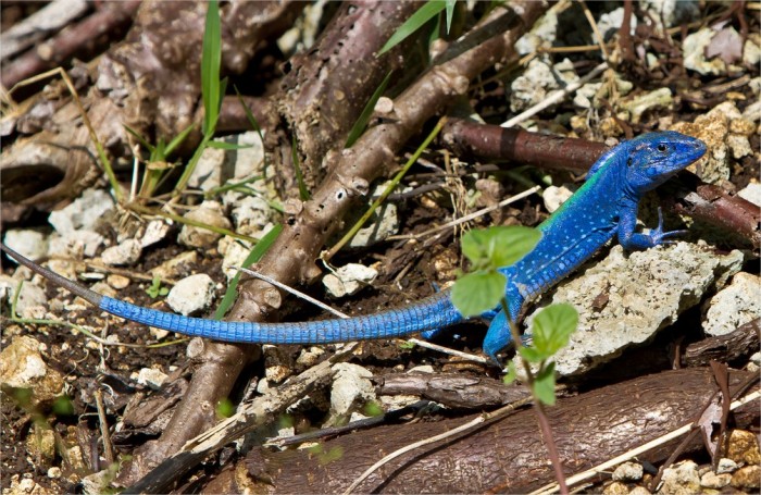 Una de las fotografías de Alejandro que se encuentran en su Flickr. Un Cnemidophorus lemniscatus, tomada en  la isla de San Andrés, Colombia.