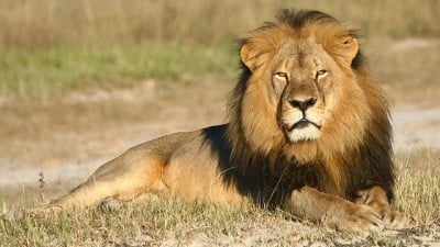 Un dentista sanguinario pagó 50.000 dólares por matar a Cecil