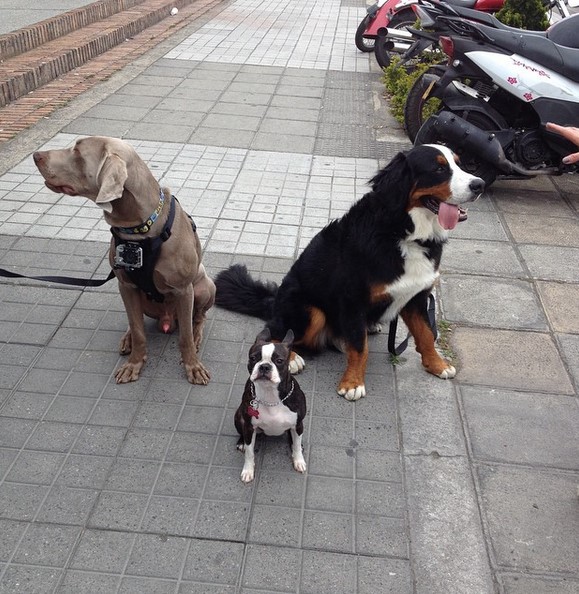 Obi y otros perros en La Bagatelle
