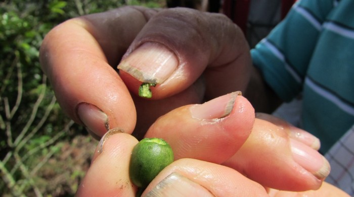 La broca sigue siendo una problemática para los caficultores. Foto: Francisco Monsalve