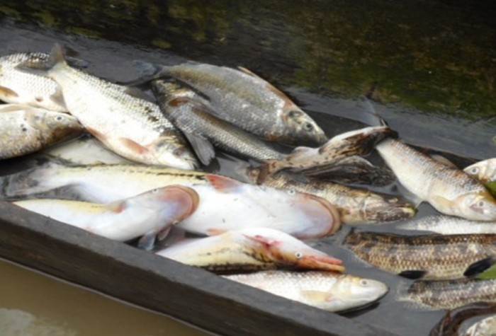 Varias especies de peces murieron por la presencia de  mercurio en el agua