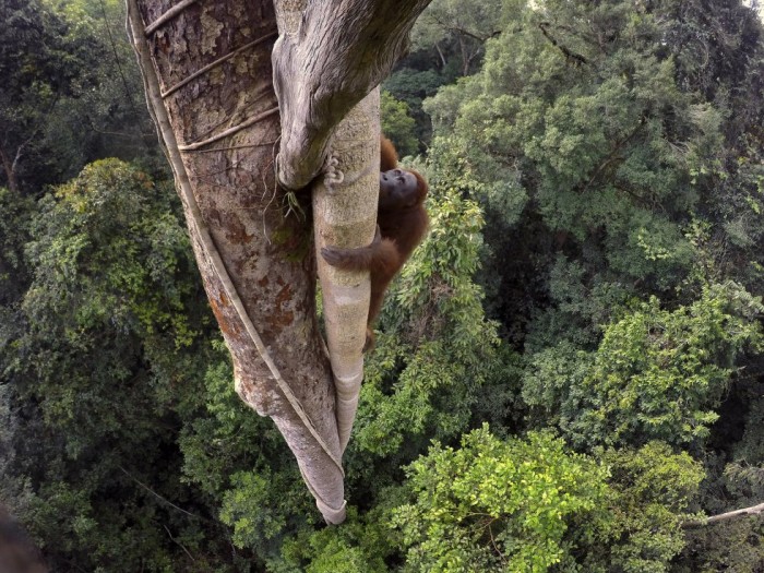 La imagen se ha llevado el primer premio en la categoría de Naturaleza, apartado de Historias. En ella se ve a un orangután de Borneo a 30 metros de altura en el parque nacional de Gunung Palung, Indonesia. TIM LAMAN (TIM LAMAN)
