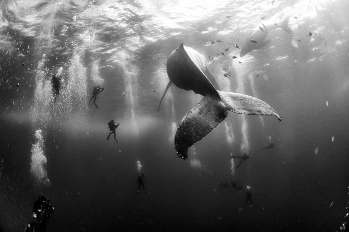 Imagen captada por el fotógrafo mexicano Anuar Patjane Floriuk que ha sido galardonada con el segundo premio Nature (Naturaleza) y muestra a un grupo de submarinistas junto a una ballena jorobada y su cría en aguas de Roca Partida, en las islas Revillagigedo, México, el 28 de enero de 2015. ANUAR PATJANE FLORIUK (EFE)