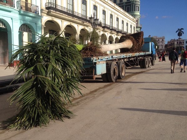 Cambian Palmas secas