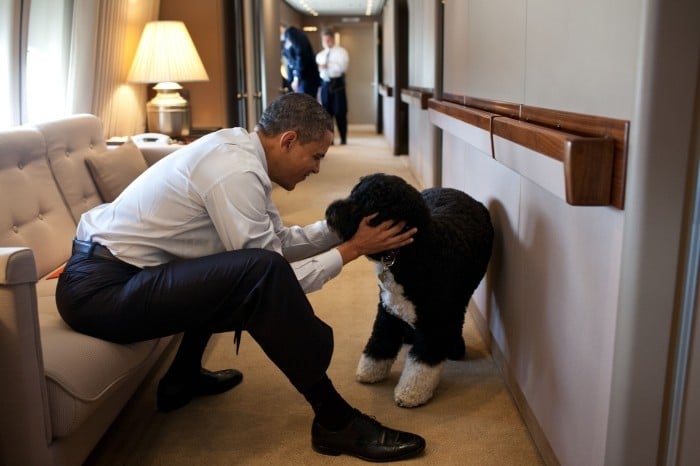 El presidente Obama juega con su perro Bo a bordo del avión “Air Force One”. (La Casa Blanca)