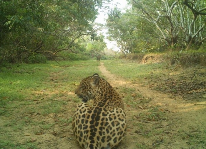 jaguar3