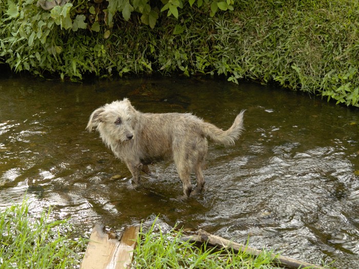 El río Cañaveralejo en Cali: el Colector o la muerte - -- Las2orillas CatalinaBT1