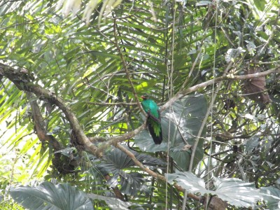 pavonine quetzal