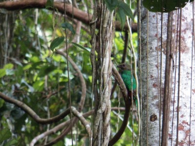 pavonine quetzal hembra