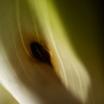  - Entre lo cóncavo y lo convexo