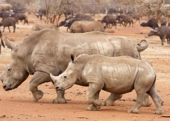Cien rinocerontes caen mensualmente en Sudáfrica