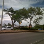  - Empresa privada tala árboles en vía pública de Cali