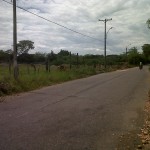  - Empresa privada tala árboles en vía pública de Cali