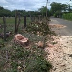  - Empresa privada tala árboles en vía pública de Cali