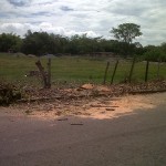  - Empresa privada tala árboles en vía pública de Cali