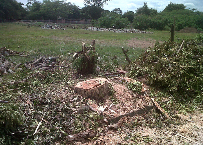 Empresa privada tala árboles en vía pública de Cali