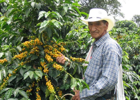 Los pequeños caficultores se están quebrando