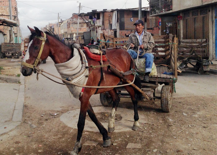 1658 caballos que ya no son maltratados en Bogotá