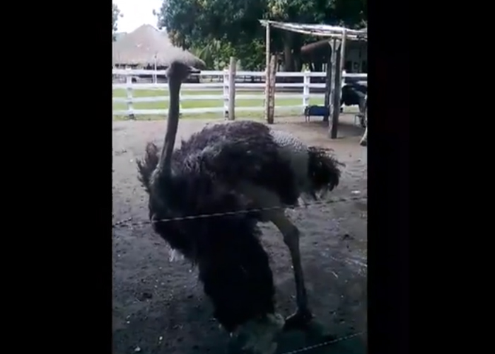 Estos avestruces viven en una finca caldense