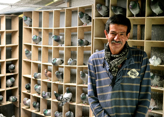 El hombre que vive entre palomas mensajeras