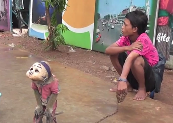 Monos entrenados para mendigar