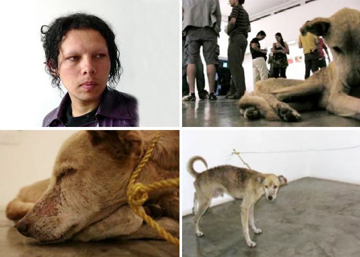 El joven que dejó morir un perro para su obra de arte, estuvo en Colombia