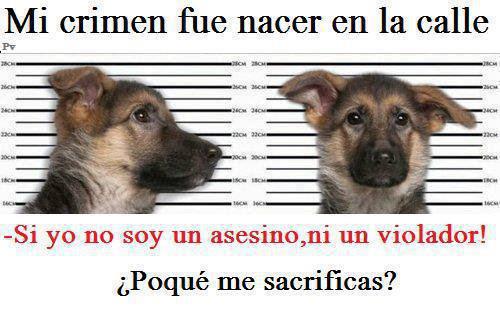 El matadero de Elsa Noguera