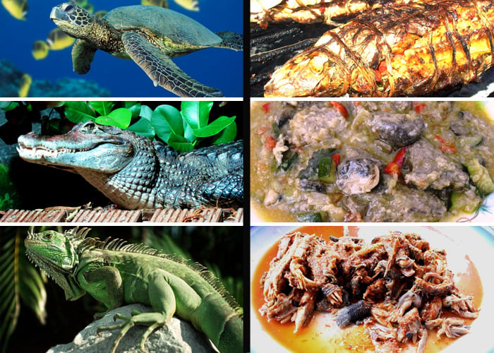 Comer animales en vía de extinción: extraño gusto colombiano