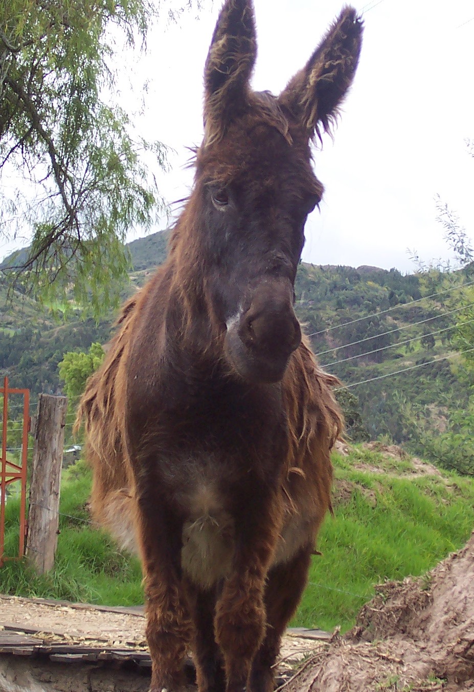 Un “bruto” hablando de las pruebas de Pisa