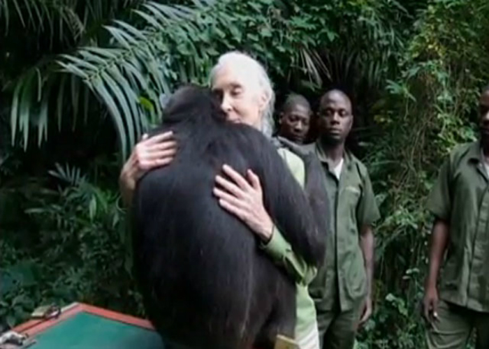 La despedida de un chimpancé