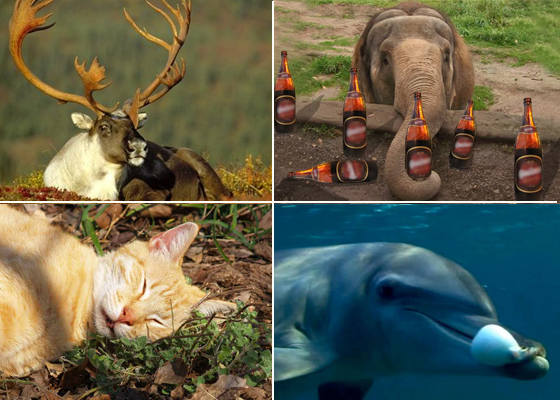 Los animales también se drogan