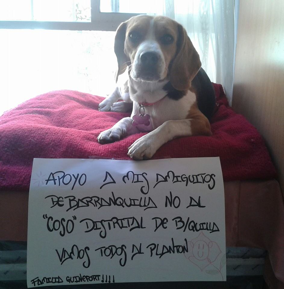 Grupos de defensa animal organizan planton en Bogotá