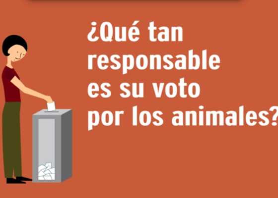 ¿Y ahora por quién van a votar los animalistas?