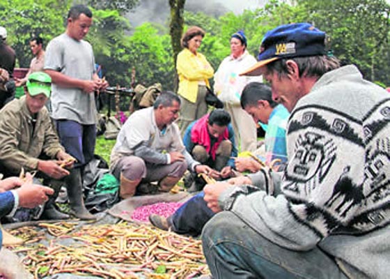 Tomates de árbol en contra de la violencia