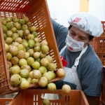  - ¿Quién se come las frutas magulladas y los enlatados que desechan los supermercados?