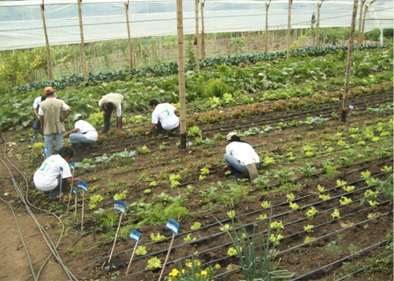 19 campesinos crean modelo de producción