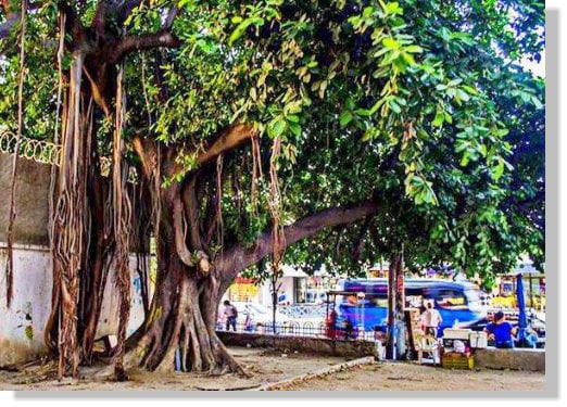 El arboricidio samario