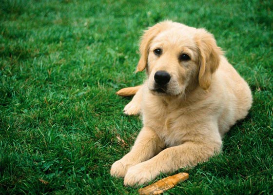 ¿Qué hice con mi perra Lila cuando murió?